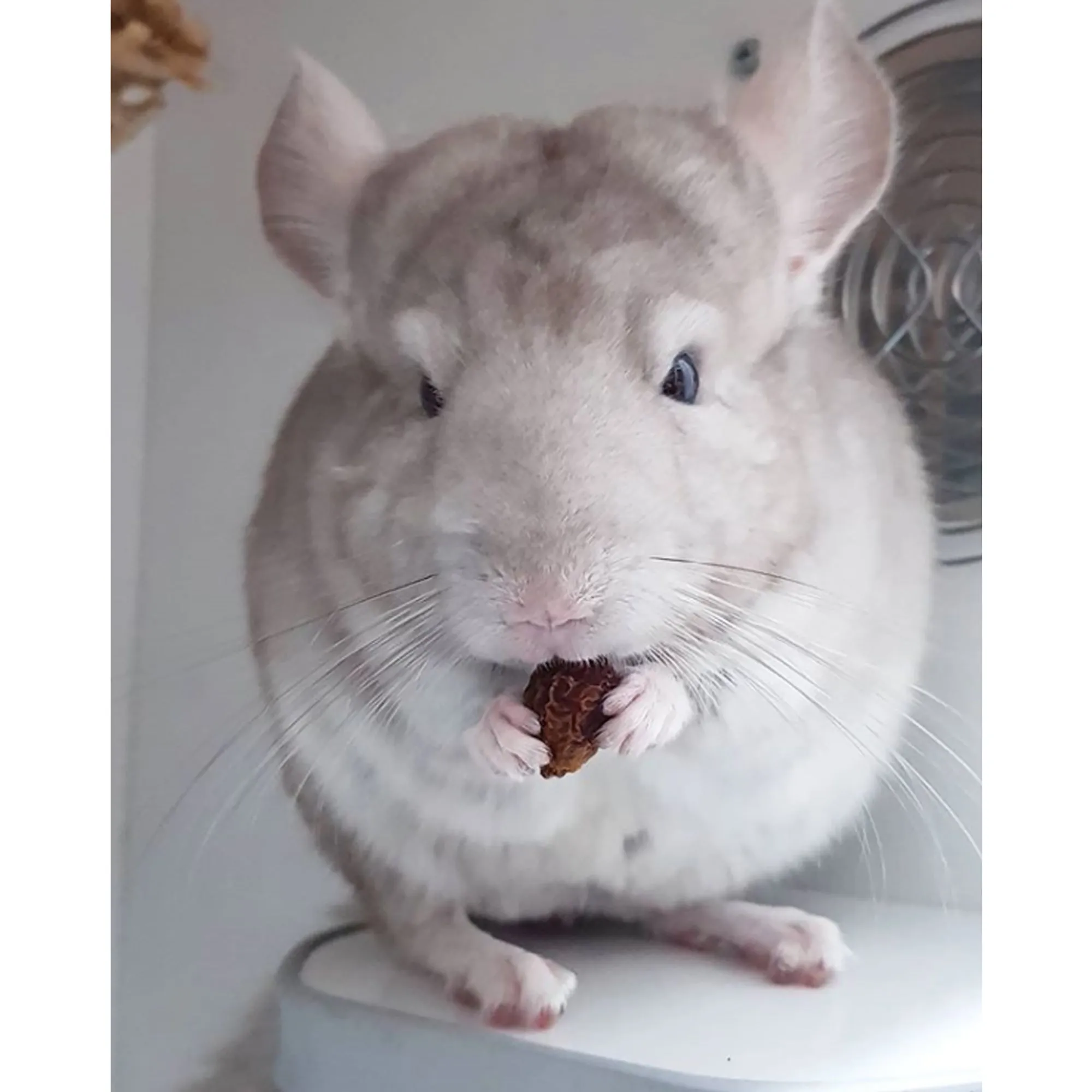 Chinchilla Diet w Rose Hips Chinchilla Food