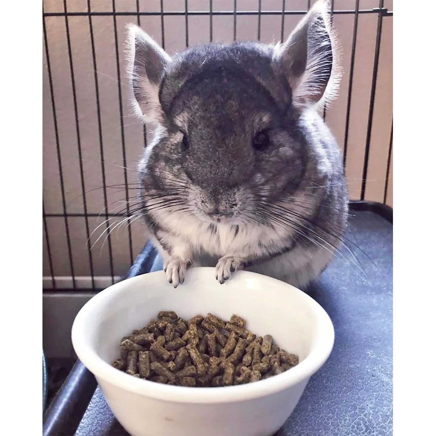 Chinchilla Diet w Rose Hips Chinchilla Food