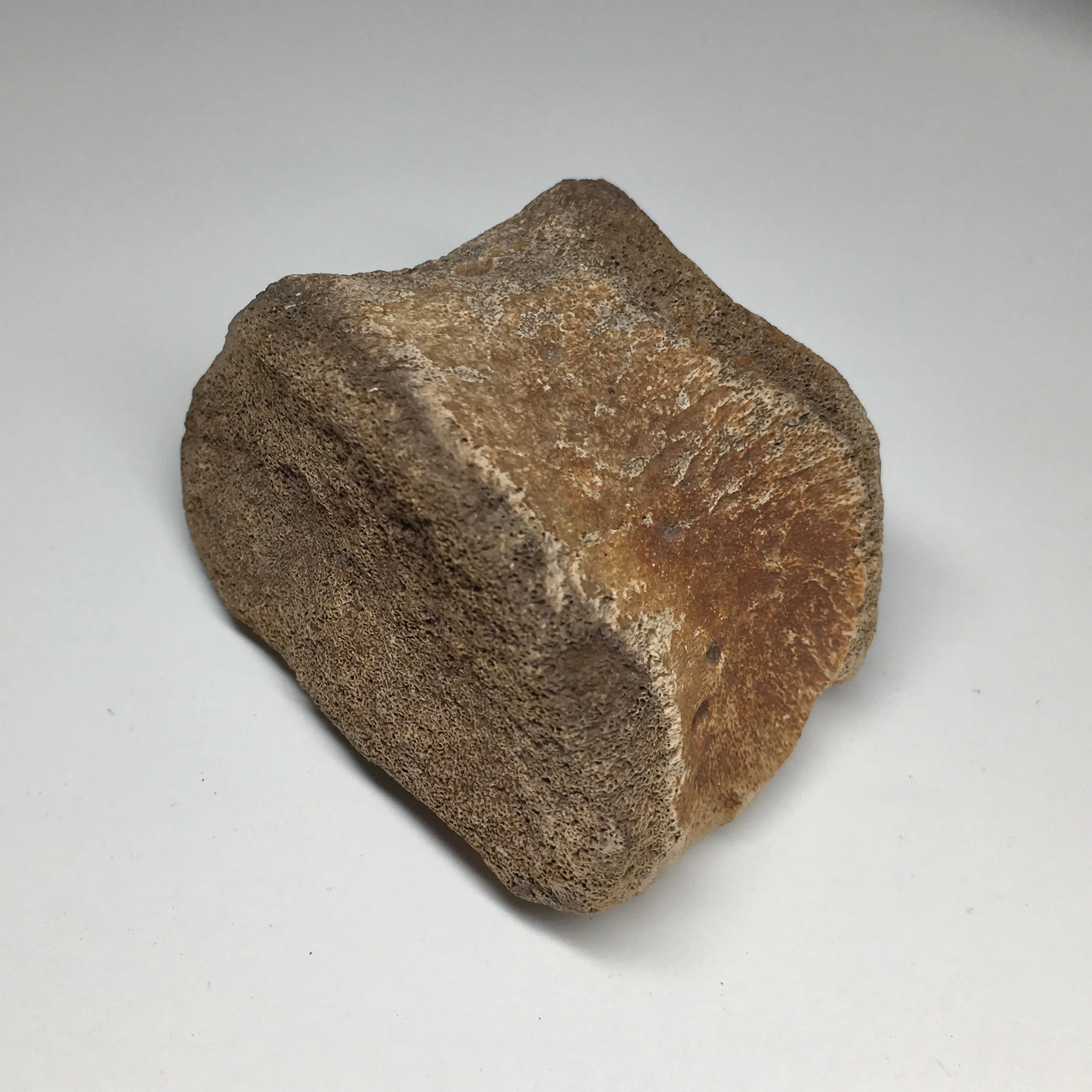 Duckbilled Dinosaur Toe Bone