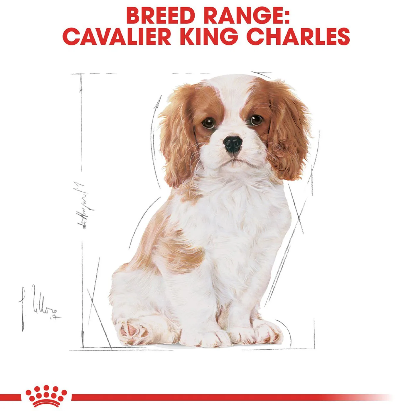 Royal Canin Cavalier King Charles Dry Puppy Food 1.5KG