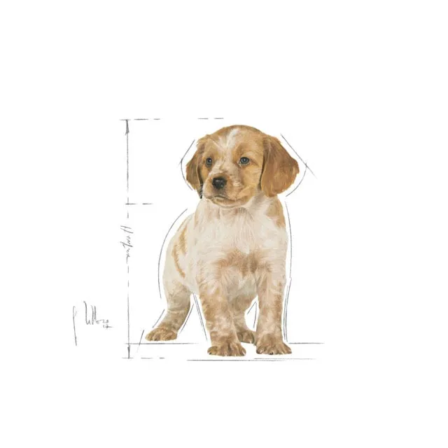 Royal Canin Medium Puppy