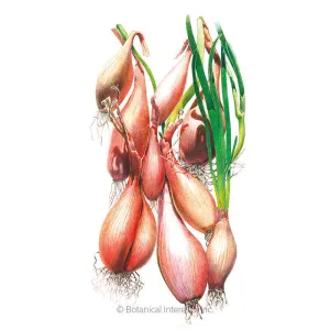 Zebrune Shallot Onion Seeds